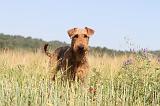 AIREDALE TERRIER 022
